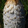 We found only one of these Shaggy Mane Mushrooms (Coprinus comatus) which was about 3" tall by 1-1/2" wide.